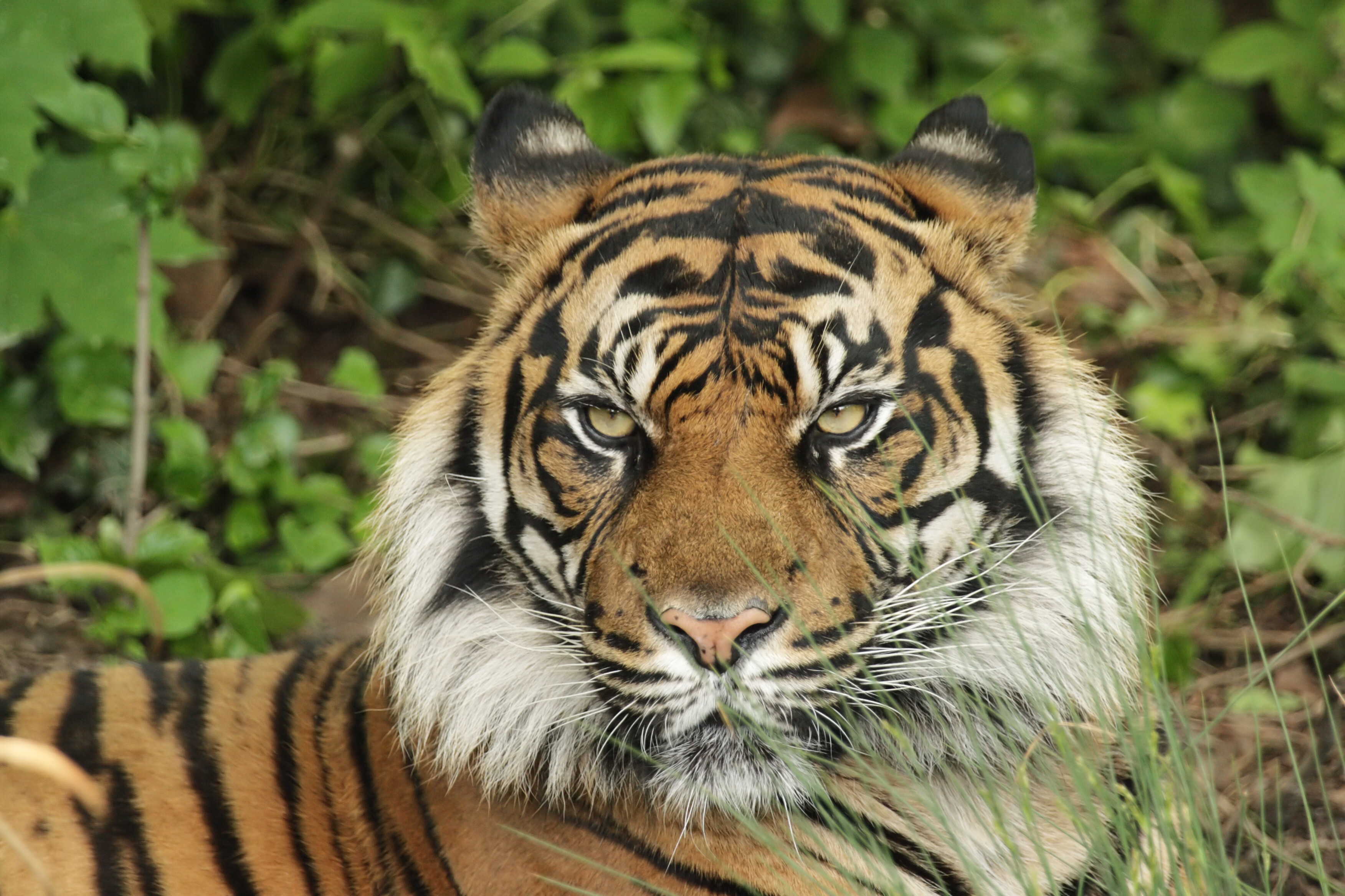 Sumatran Tiger